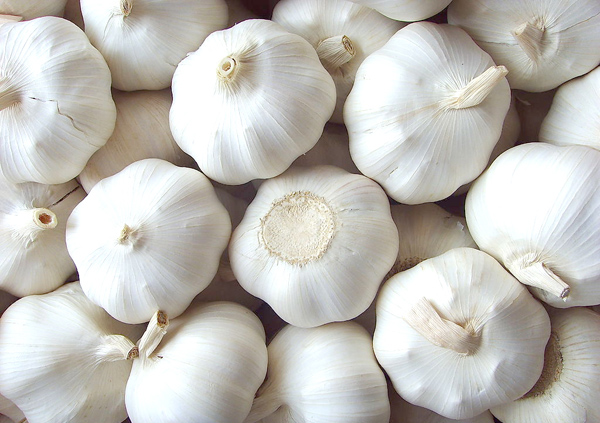 Garlic